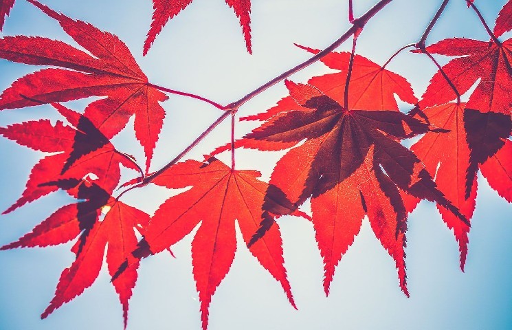 Crypto Lender Maple Partners with Liquid Staking Specialist Lido Finance